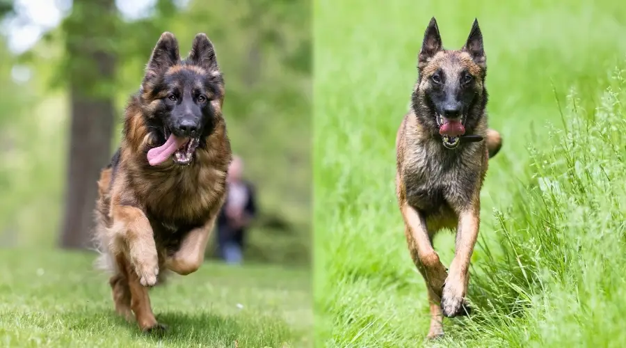 Perros enérgicos corriendo en los campos