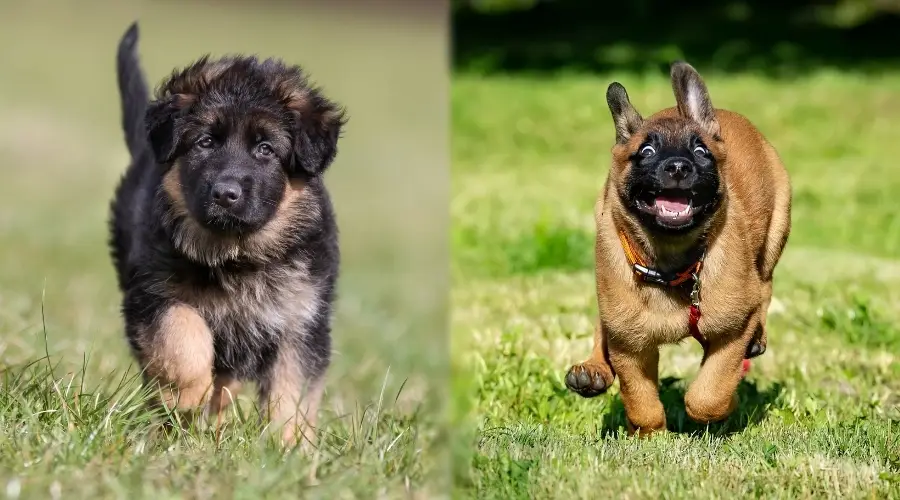 Dos cachorros tipo pastor