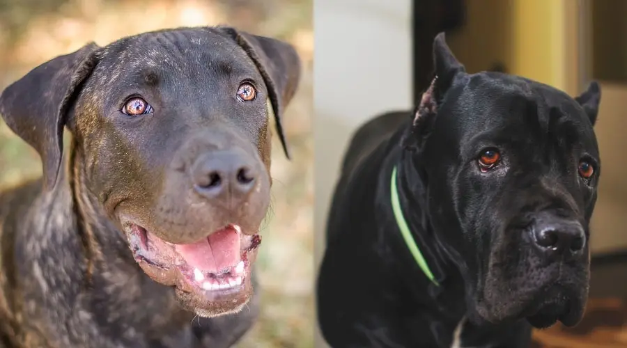 Perros atigrados y negros mirando hacia arriba