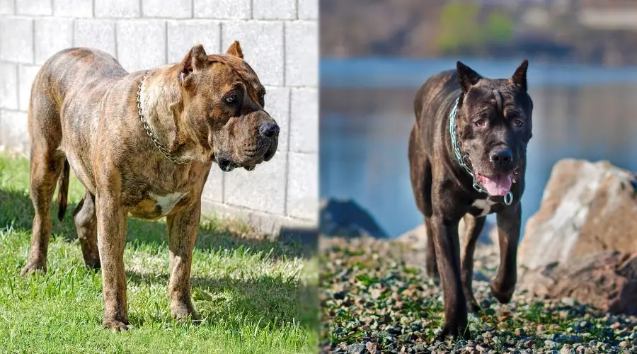 Perros atigrados y negros caminando al aire libre