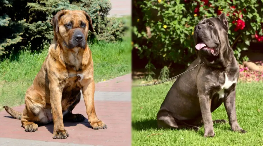 Perros marrones y negros sentados al aire libre