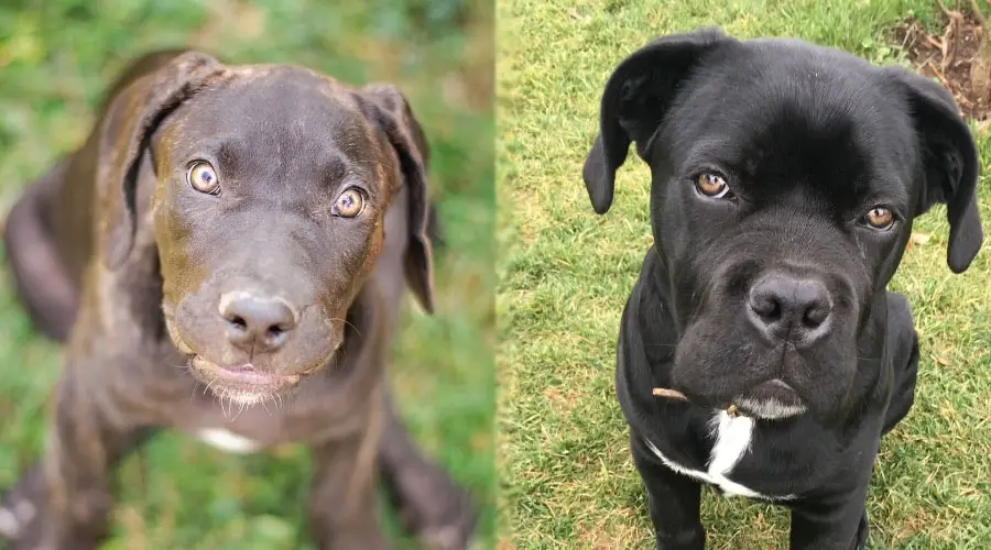 Perros jóvenes mirando a la cámara