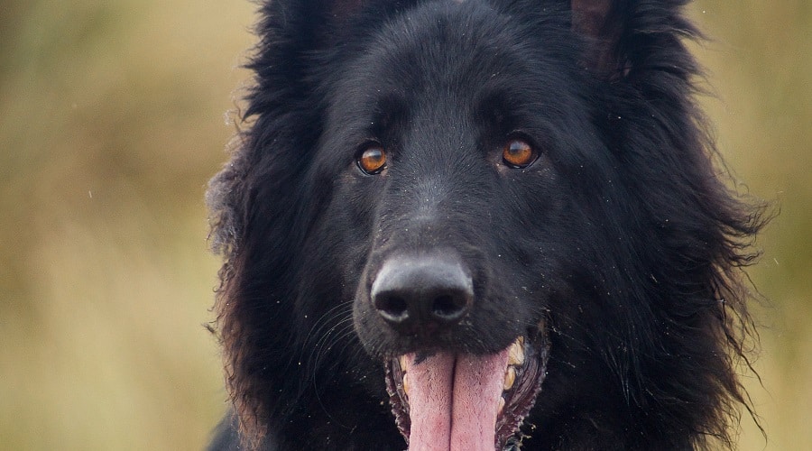 Abrigo y color negro GSD