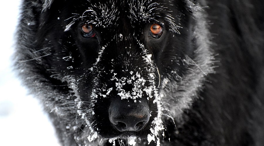 Personalidad GSD negra