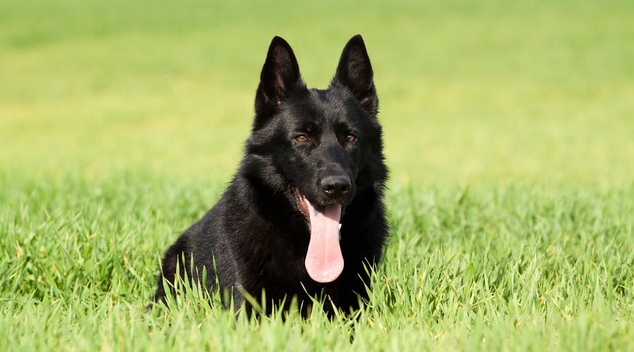 Entrenamiento y ejercicio GSD negro