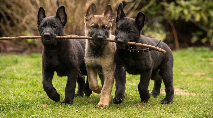 Cachorros de pastor alemán negro