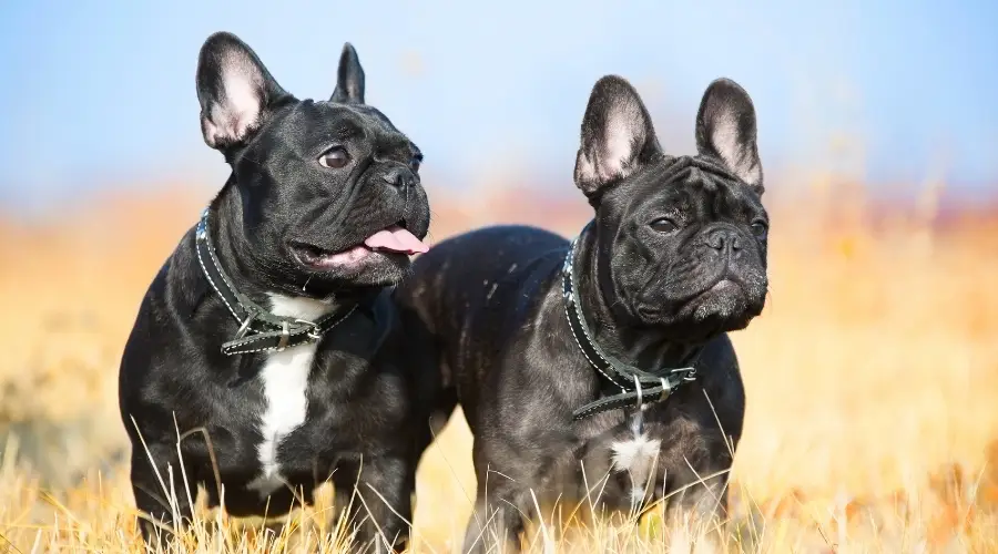 Dos pequeños perros negros de pie en la hierba