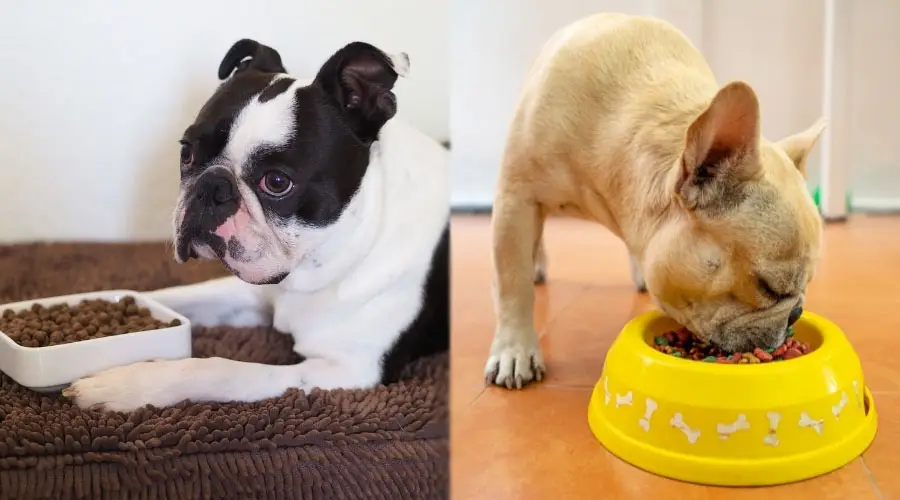 Perros comiendo de tazones para perros