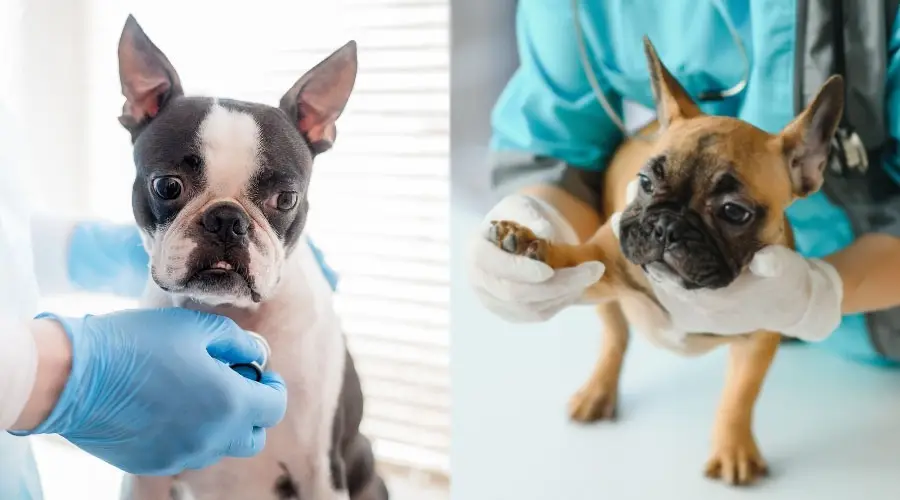 Perros en el veterinario