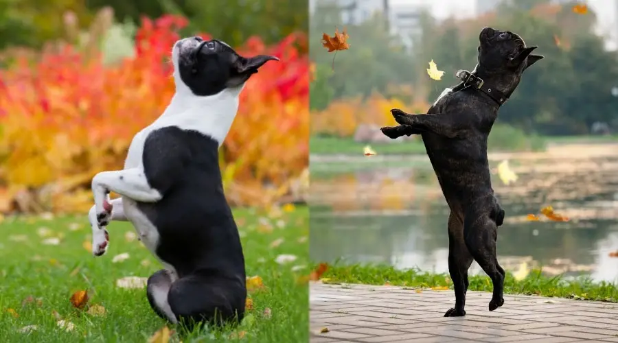 Perros oscuros balanceándose sobre las patas traseras