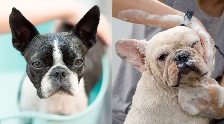 Perros siendo bañados