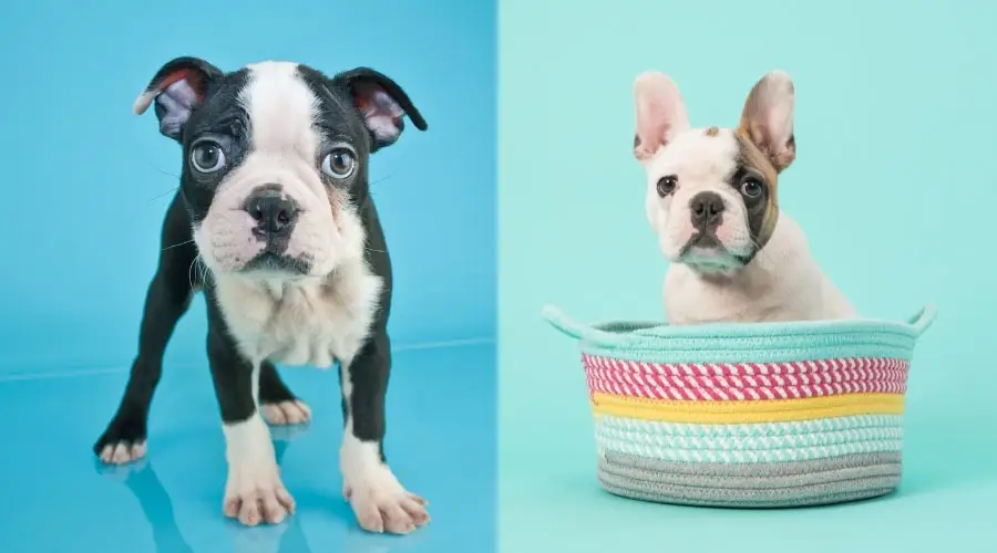 Cachorros con fondo azul