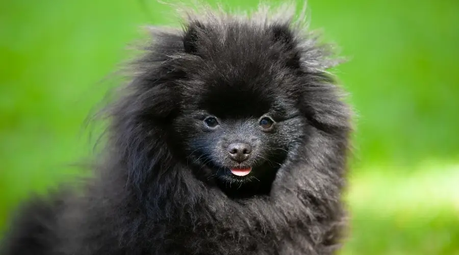 Pequeño cachorro negro al aire libre