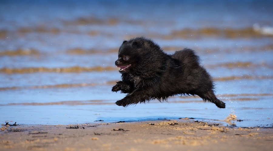 Pomerania negra en la playa