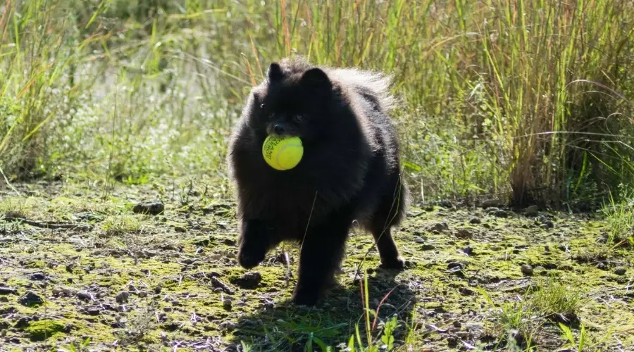 Perro yendo tras una pelota de tenis