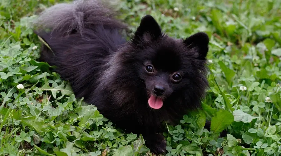 Perro en follaje verde afuera