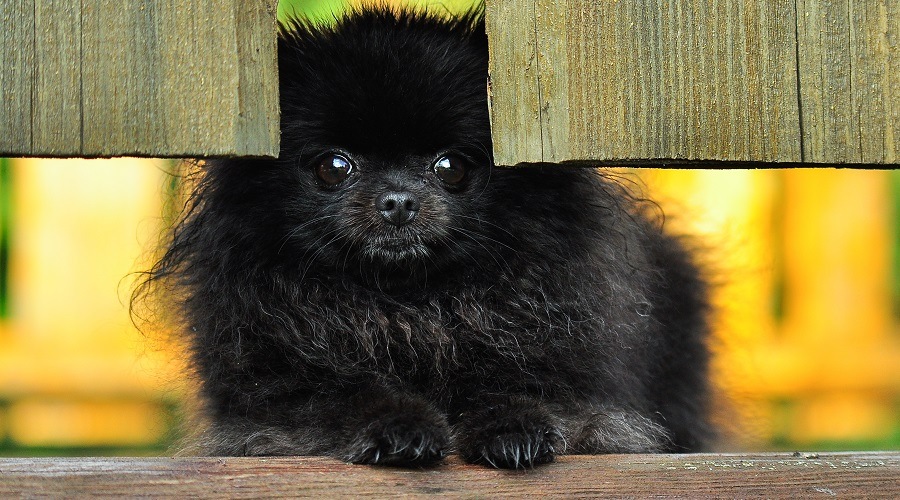 Detectar un pompón negro