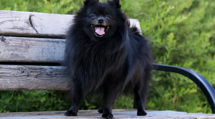 Vivir con un pomerania negro