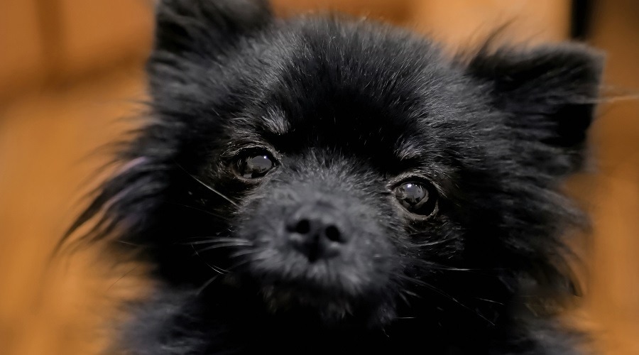 Cachorro Pomerania Negro