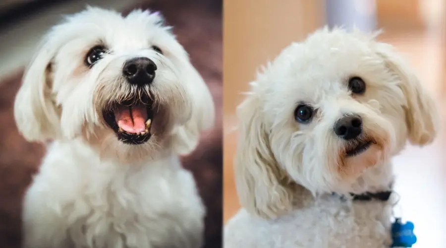 Perros blancos felices mirando hacia arriba