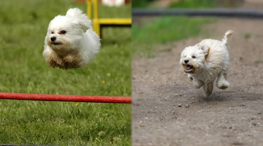 Perros enérgicos corriendo cursos de agilidad