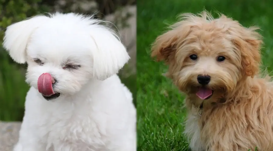 Perros lindos lamiendo sus labios