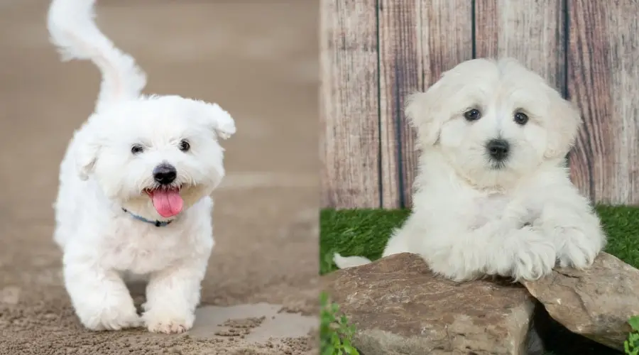 Pequeños cachorros blancos afuera