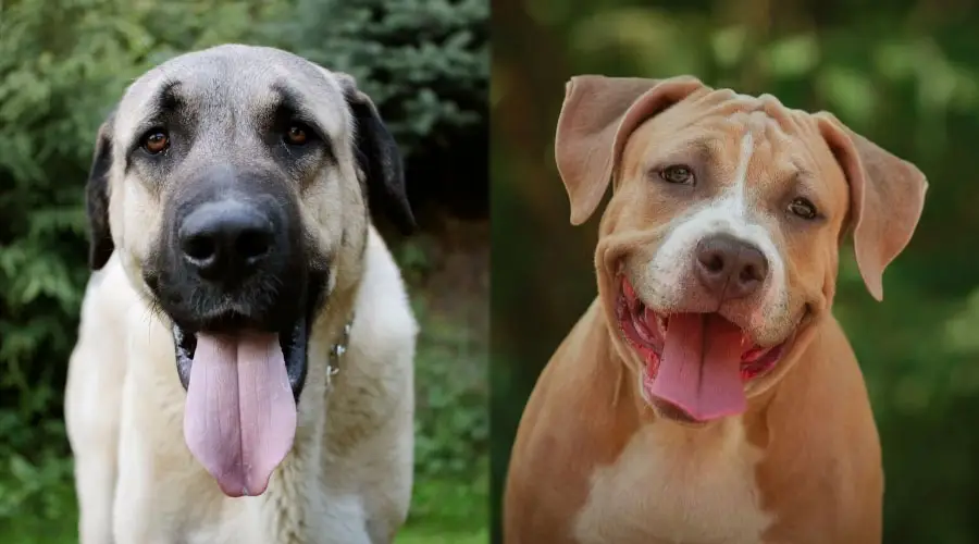 Perros felices sonriendo a la cámara