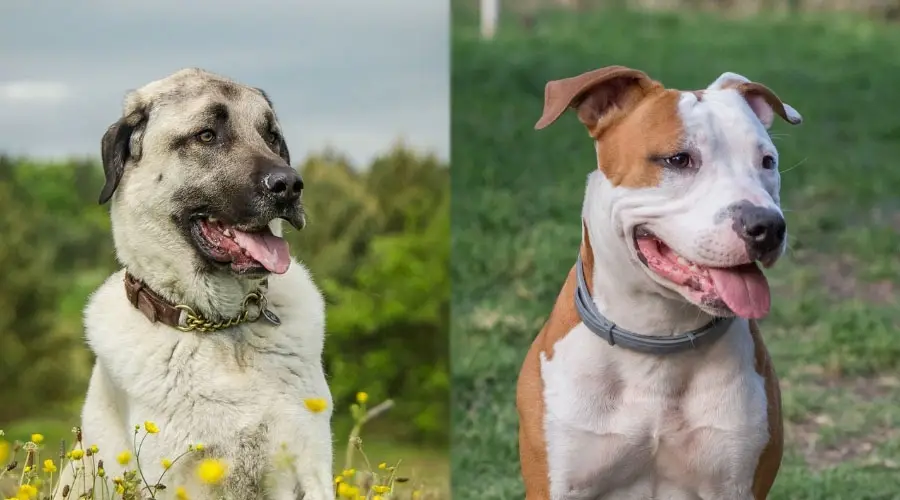 Perros sentados en un campo.