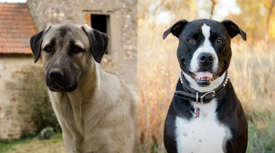 Perros guapos mirando a la cámara