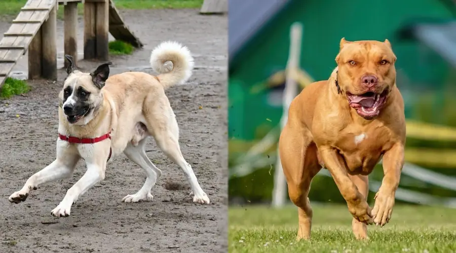 Perros corriendo un curso de agilidad