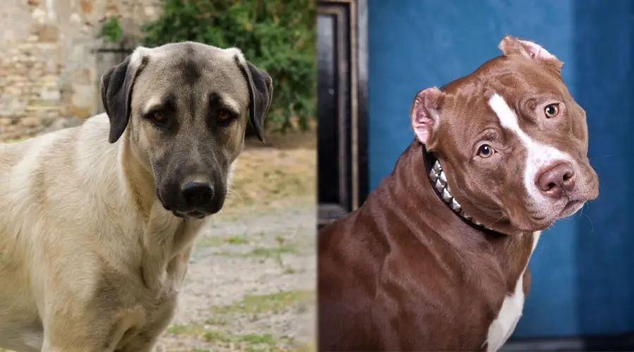 Perros posando para la cámara