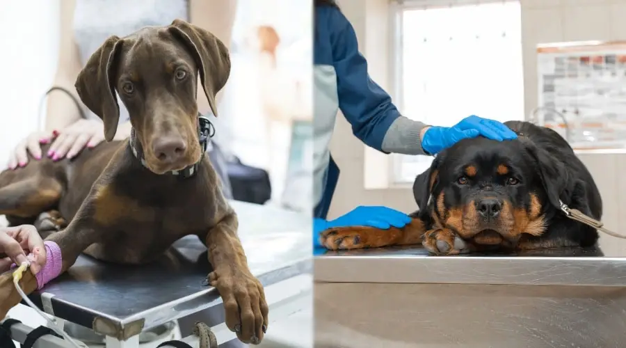 Perros tristes en las mesas del veterinario