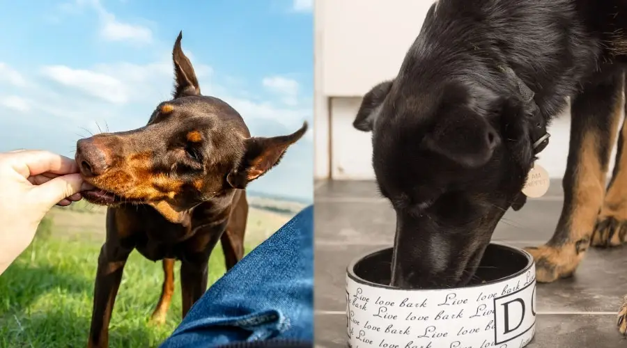 Comer perros negros y óxido
