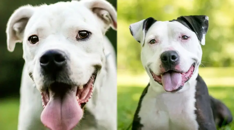 Perros sonrientes muy felices