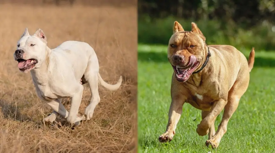 Perros corriendo afuera