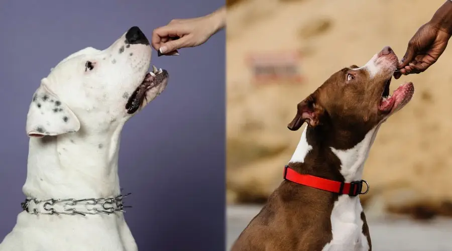 Manos humanas dando un regalo a los perros