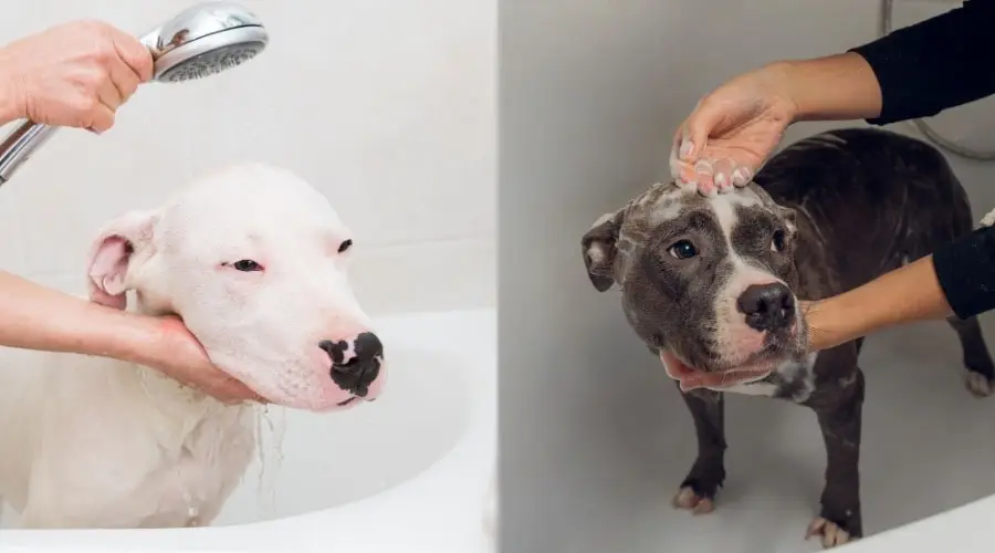 Perros bañándose