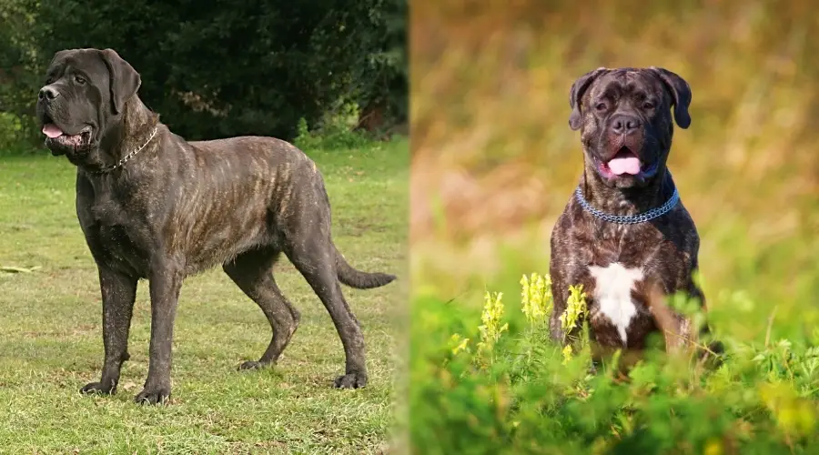 Bullmastiff atigrado y mastín inglés al aire libre
