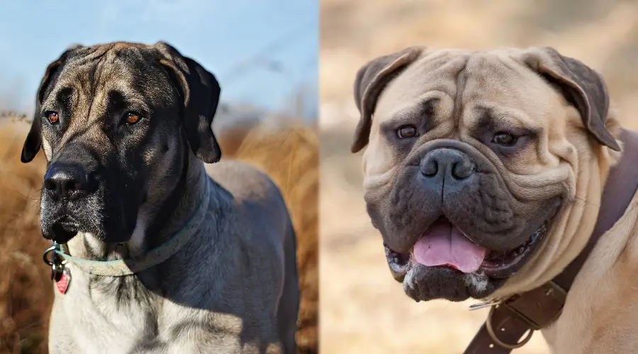 Mastín Inglés junto al Bullmastiff