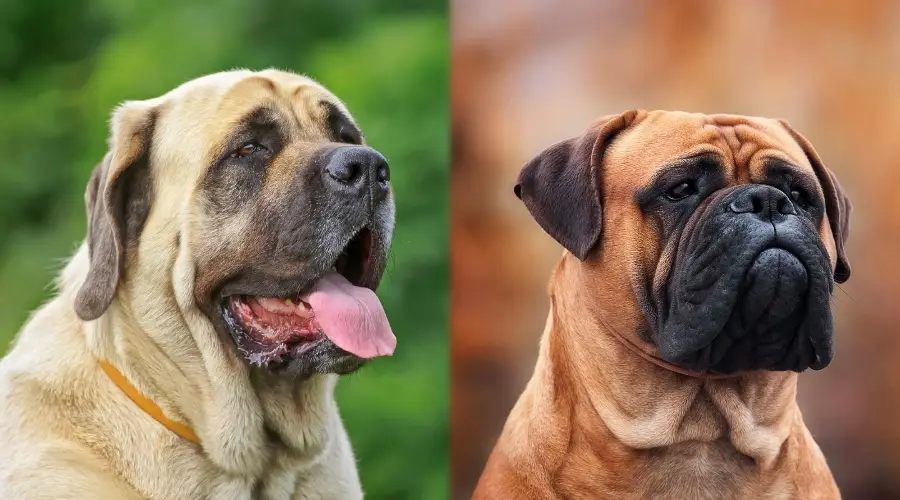 Mastín inglés y Bullmastiff uno cerca del otro