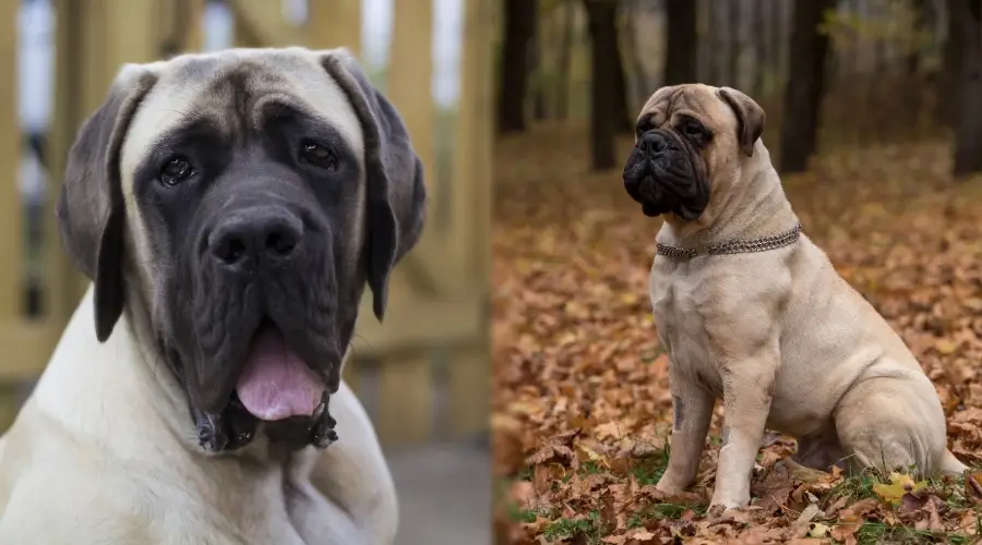 Mastín inglés leonado y Bullmastiff al aire libre en el bosque