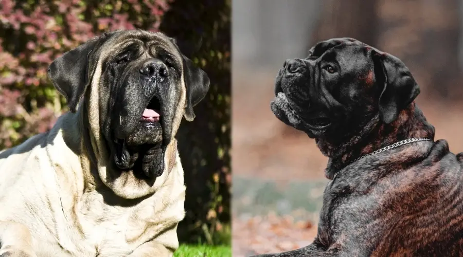 Perros molosos que necesitan cuidados