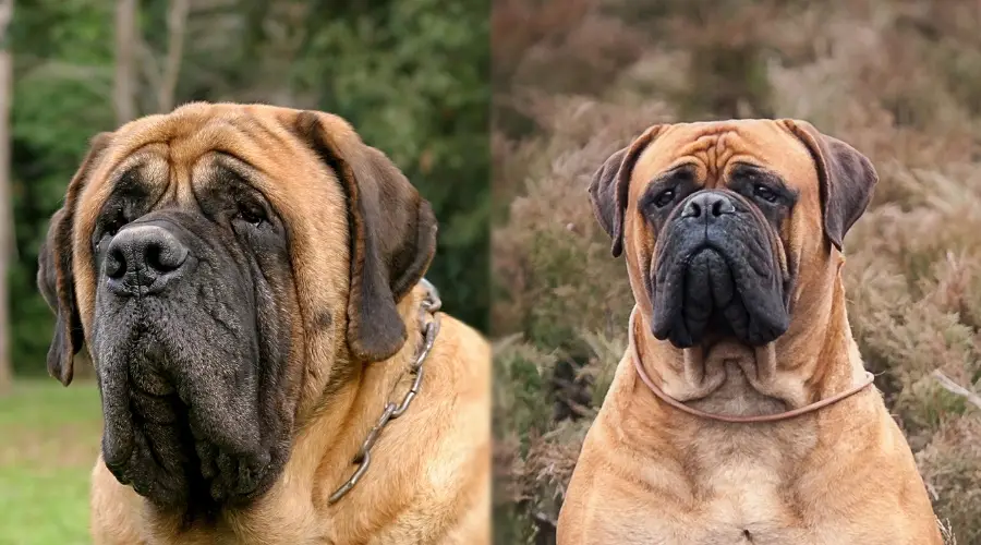 Perros gigantes sanos afuera