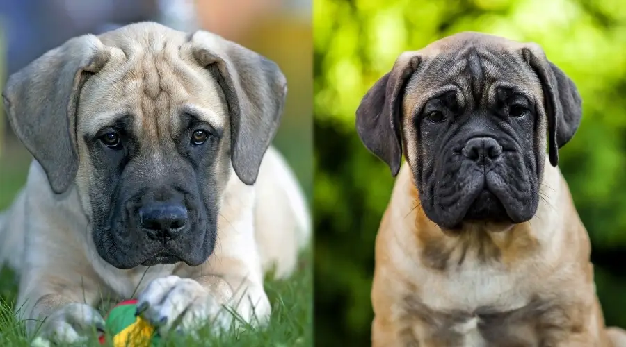 Cachorros de mastín inglés y bullmastiff antiguo