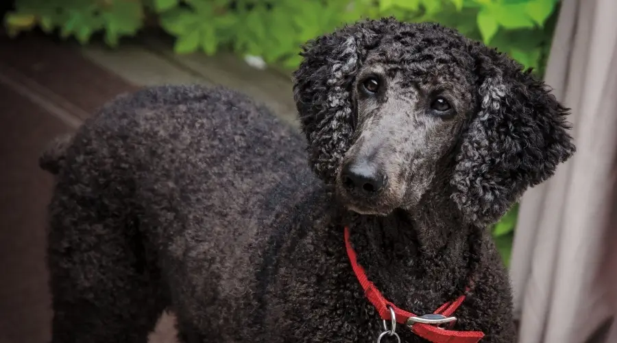 Caniche estándar con pelaje negro