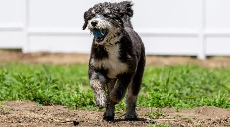 Bernedoodle con pelota corriendo