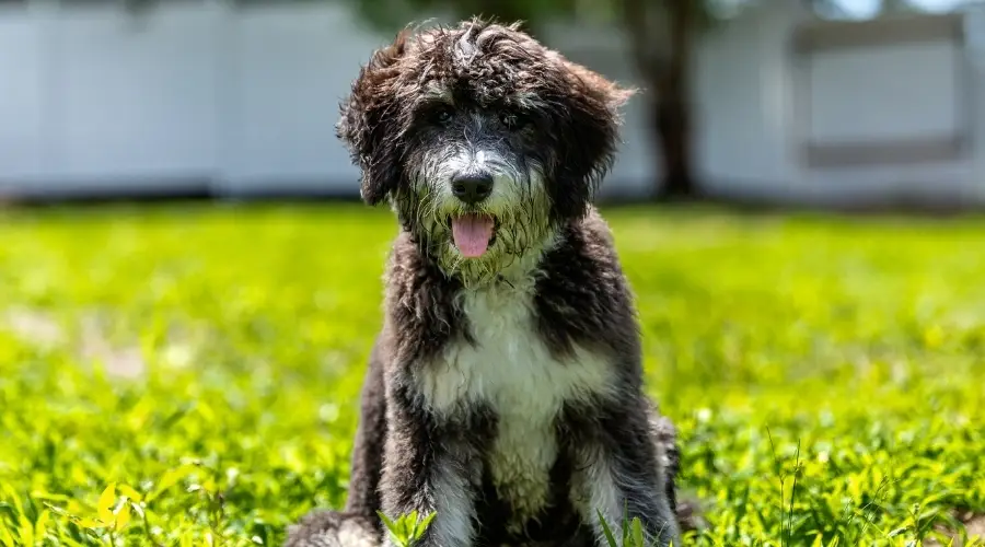 Cachorro afuera en una pradera