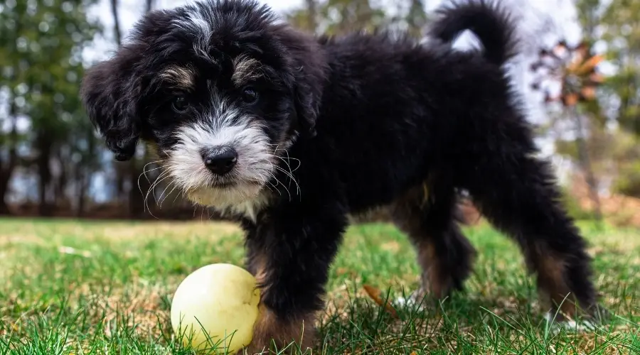 Cachorro jugando con pelota en la hierba