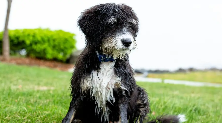 Perro de rescate cerca del lago